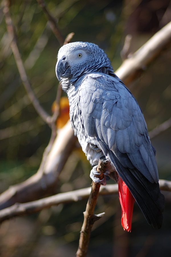 What is the Smartest Bird for a Pet: Top Intelligent Feathered Friends