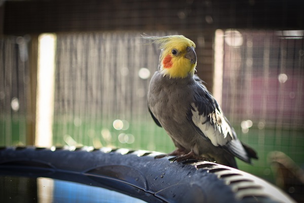 What Bird Pet Should I Get: Ultimate Guide to Perfect Feathery Friends