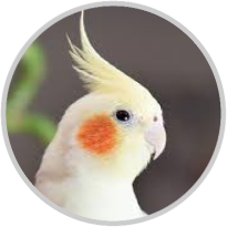 Northern Parrots | Everything For Your Parrot