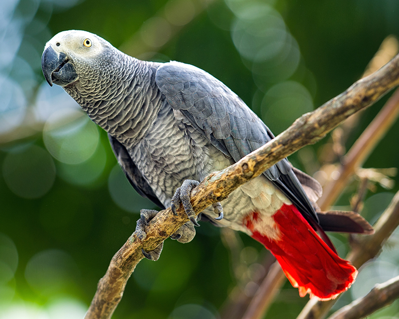 Celebrate African Grey Day With Us! ??